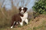 BERGER AUSTRALIEN PUPPIES 251